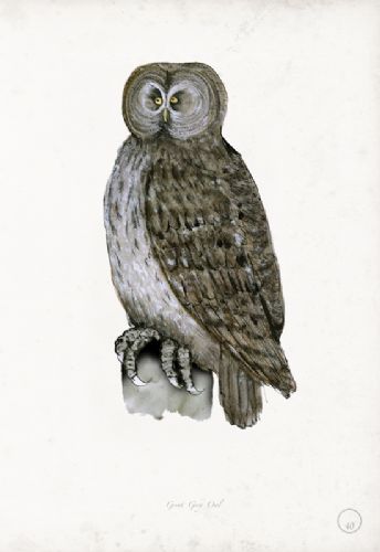 Great Grey Owl art print by Tony Fernandes